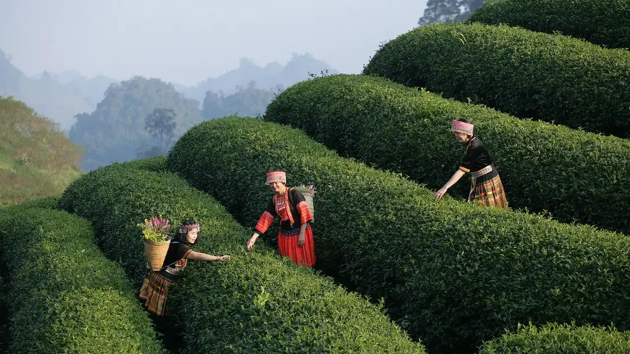 Vietnamese Tones: The Ultimate Guide For Beginners